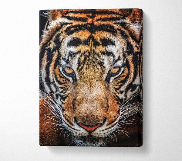  A Canvas Print of Beautiful Tiger Face Canvas Art
