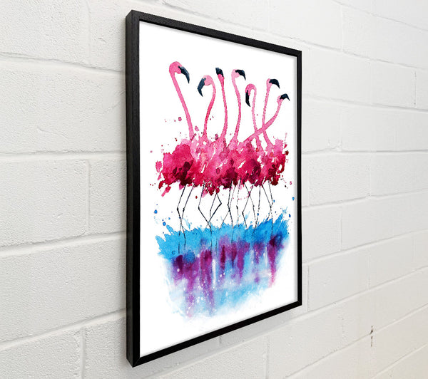 Flamingo Reflections