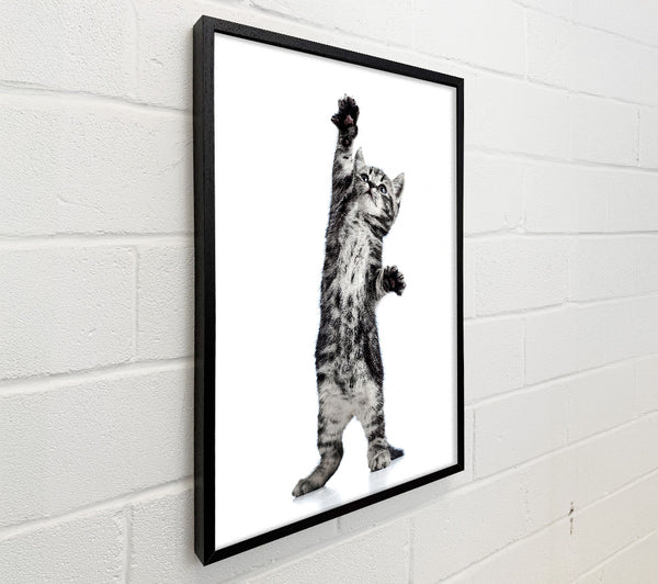 High Five Cat