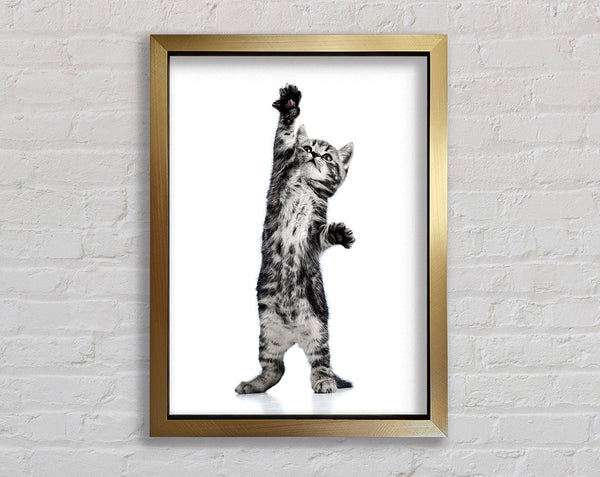 High Five Cat
