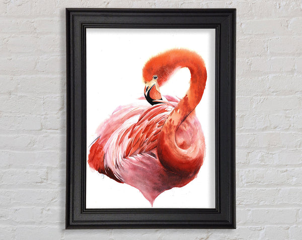 Flamingo-Bräutigam