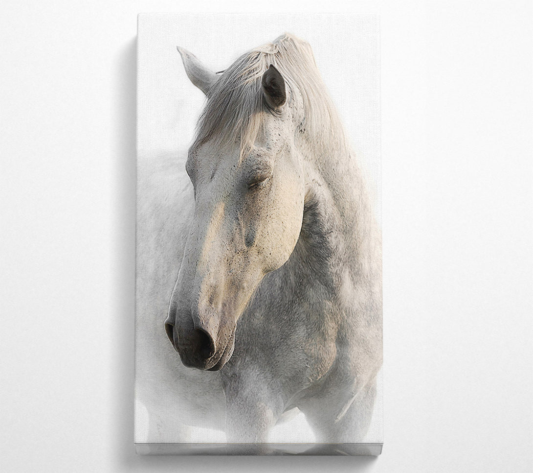  A Canvas Print of White Horse Love Canvas Print