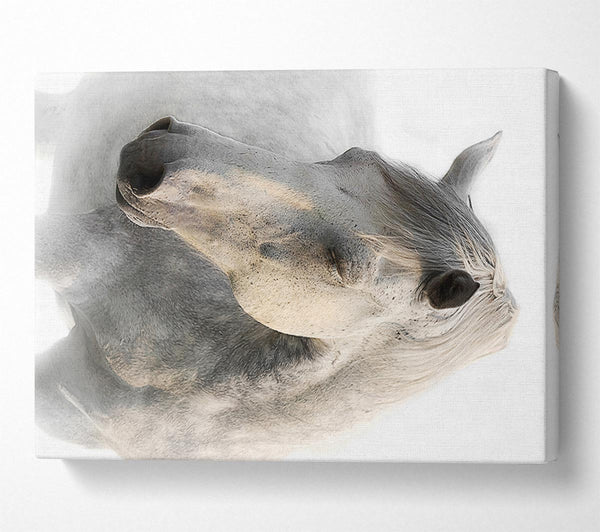  A Canvas Print of White Horse Love Canvas Print