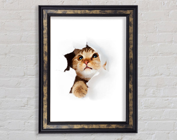 Cat Breakthrough