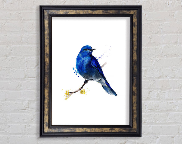Bluebird On Apple Blossom Framed Print