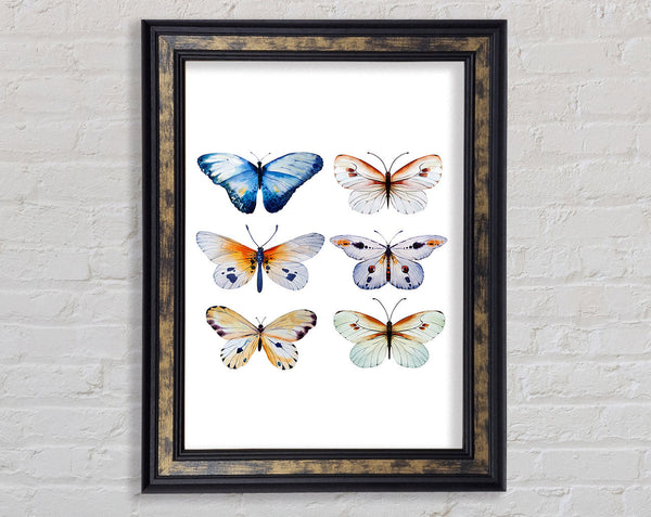Butterfly Breeds Framed Print