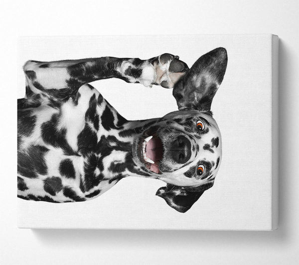  A Canvas Print of Dalmation Dog High Five Canvas Art