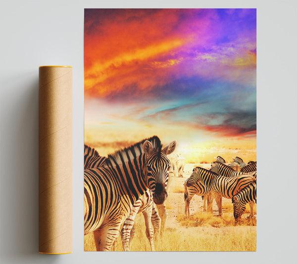 Stunning Zebra Skies Giclee Print