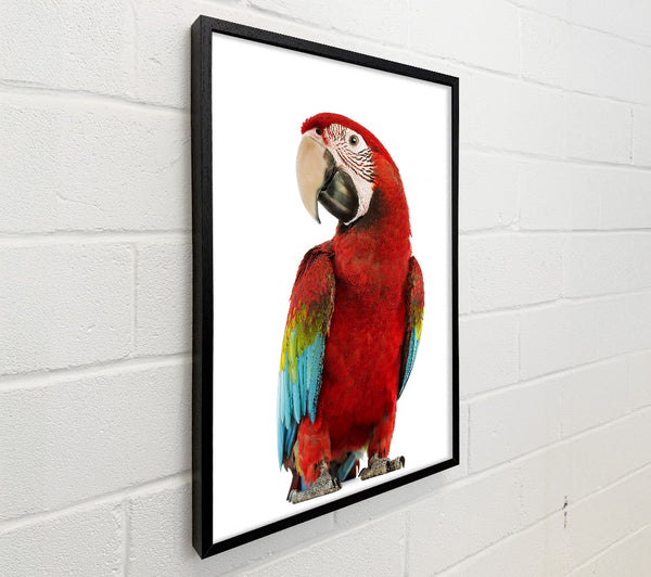 Blue Macaw Parrot