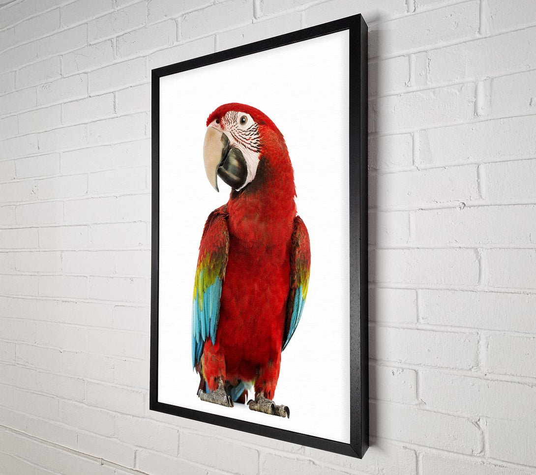  A Canvas Print of Blue Macaw Parrot Canvas Wall Art