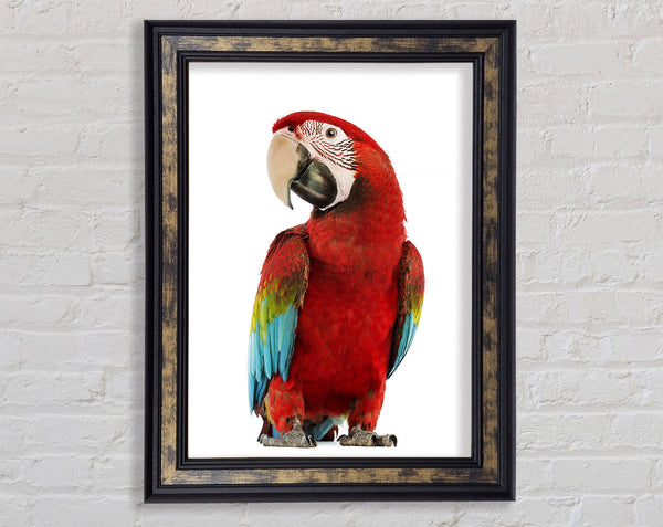 Blue Macaw Parrot Framed Print