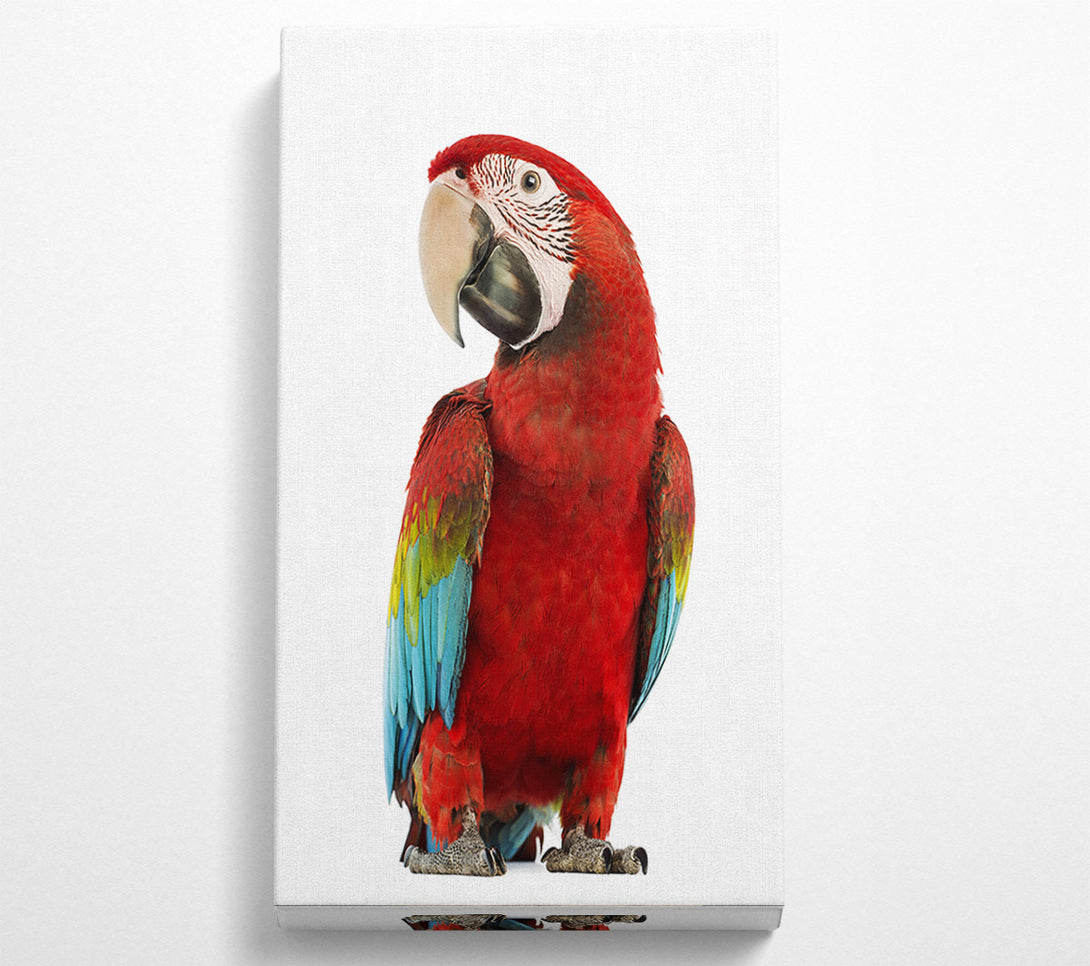  A Canvas Print of Blue Macaw Parrot Canvas Wall Art