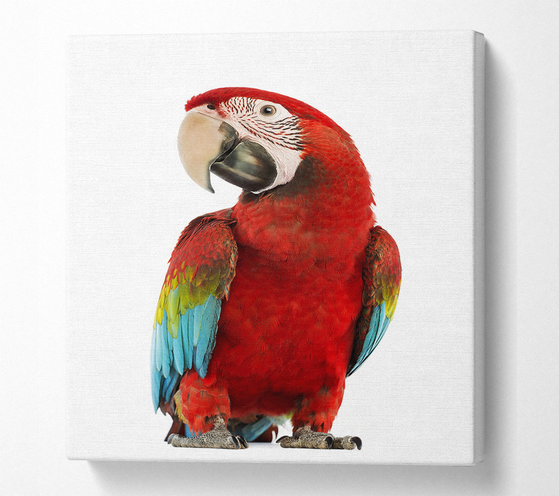  A Canvas Print of Blue Macaw Parrot Canvas Wall Art