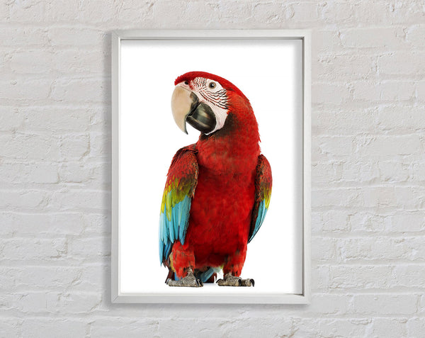 Blue Macaw Parrot Framed Print
