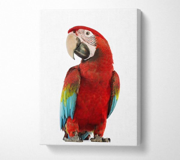  A Canvas Print of Blue Macaw Parrot Canvas Wall Art