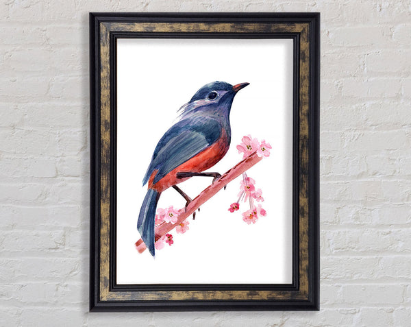 Chaffinch Bird Cherry Blossom Framed Print