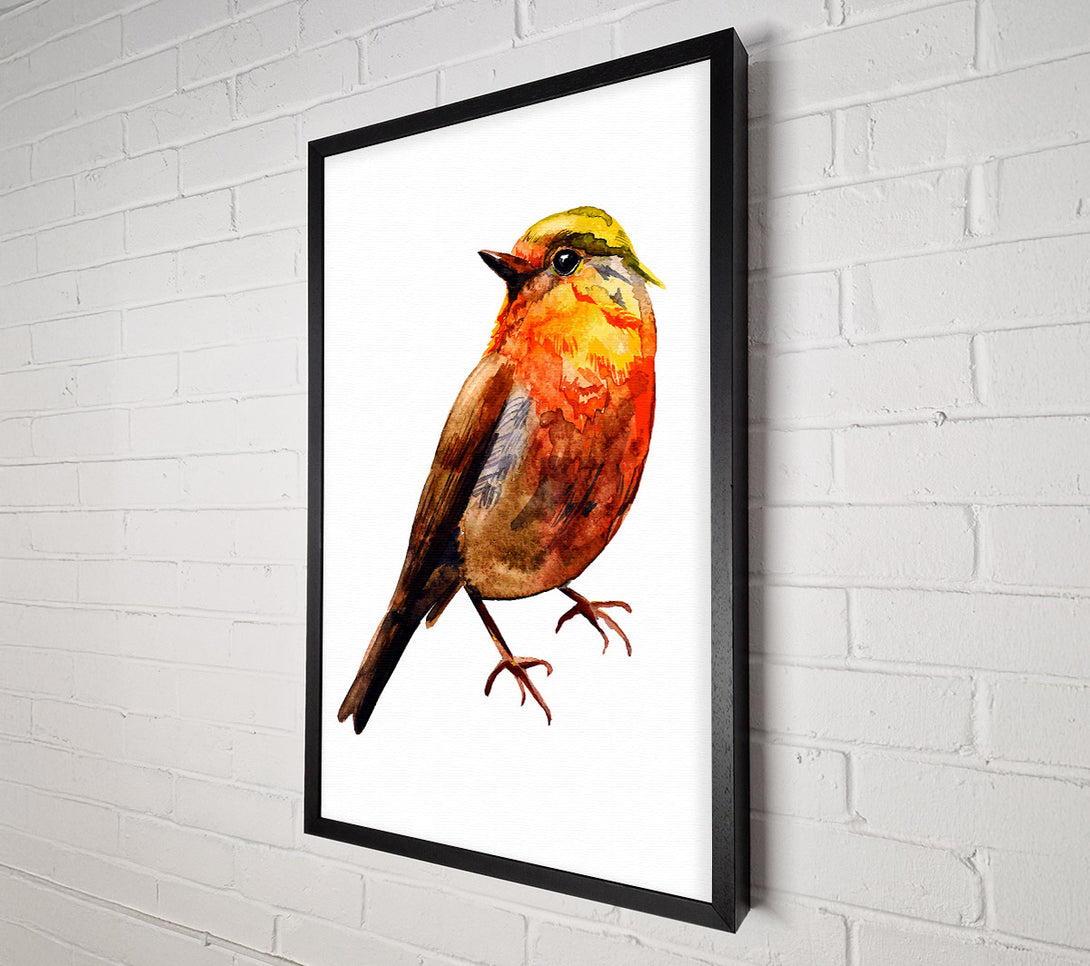  A Canvas Print of Robin Red Breast Canvas Print