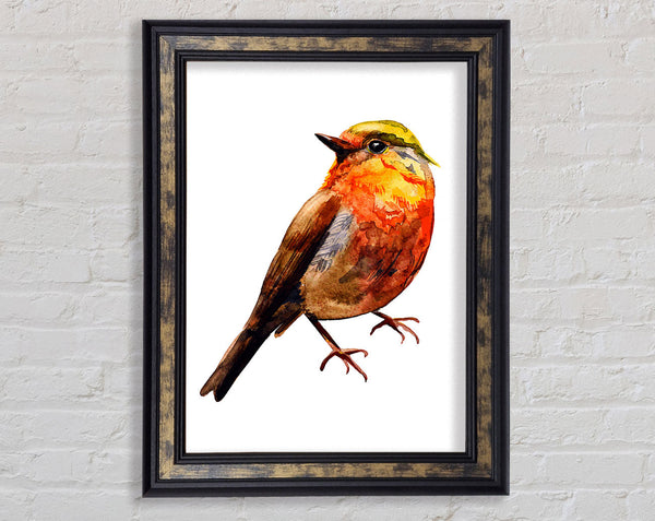 Robin Red Breast Framed Print