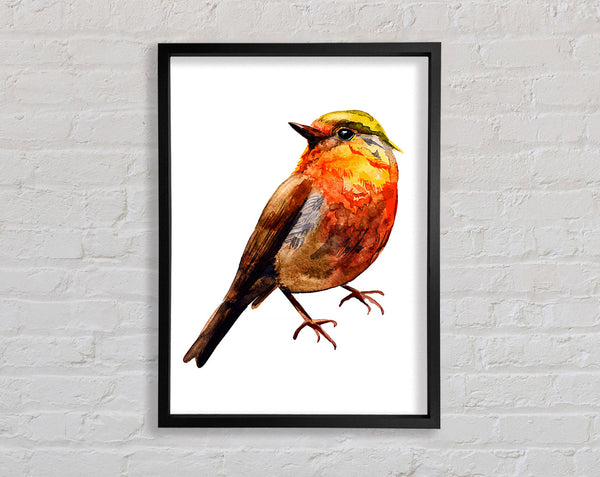 Robin Red Breast Framed Print