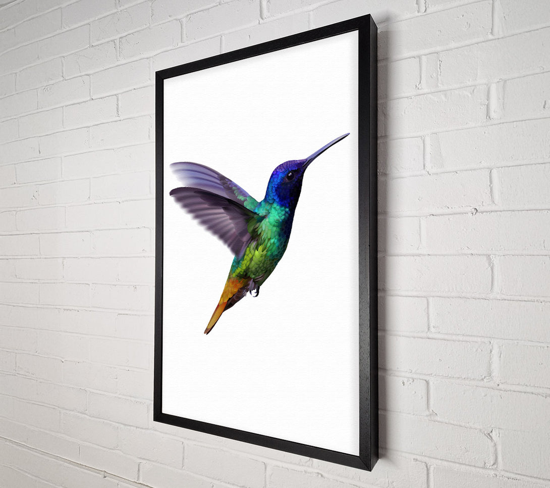  A Canvas Print of Hummingbird Colours Canvas Wall Art