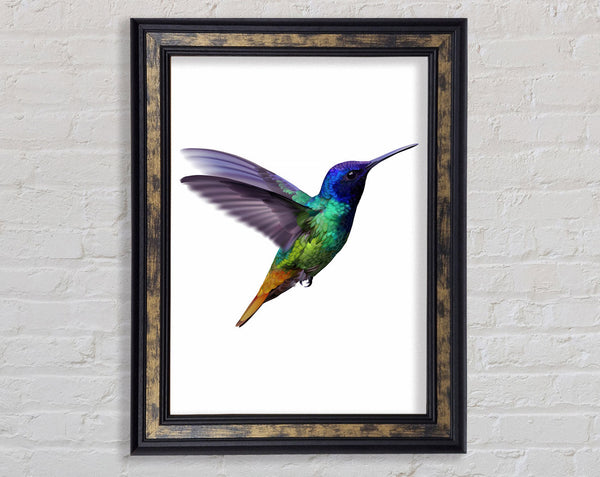 Hummingbird Colours Framed Print