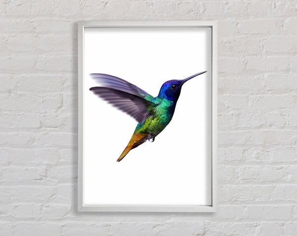 Kolibri-Farben