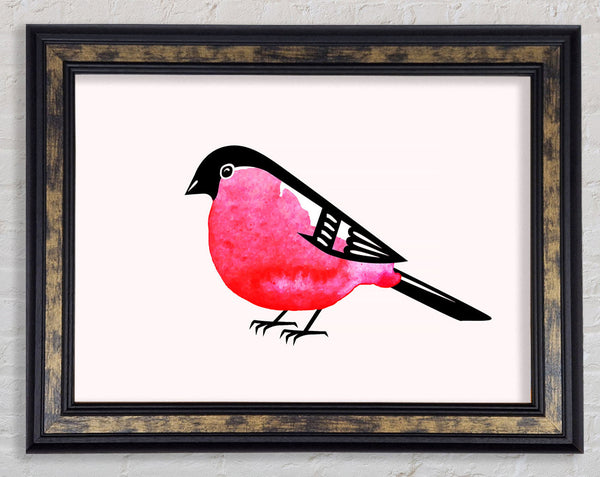 Pink Robin Breast Framed Print