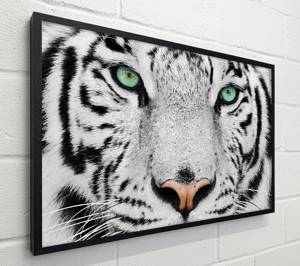 Green Eyed White Tiger