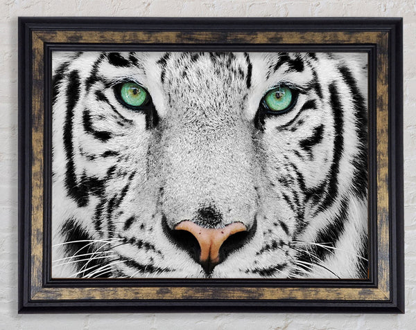 Green Eyed White Tiger Framed Print