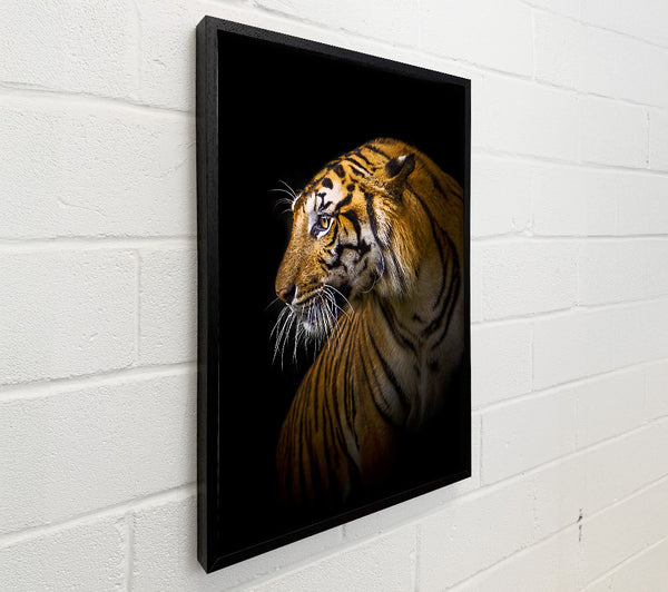 Beautiful Tiger