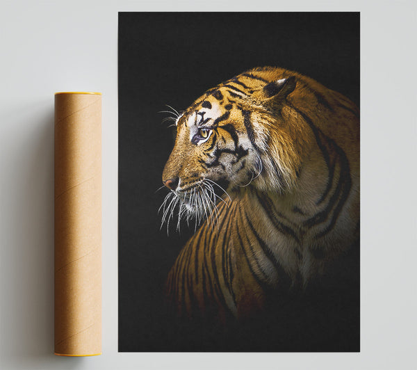 Beautiful Tiger Poster