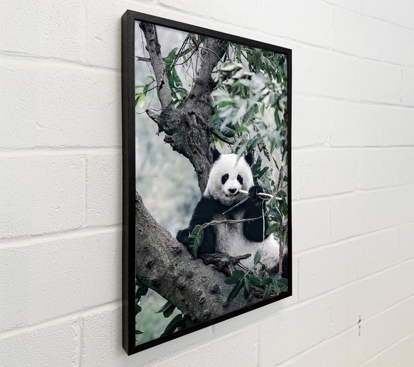 Panda Tree Lover
