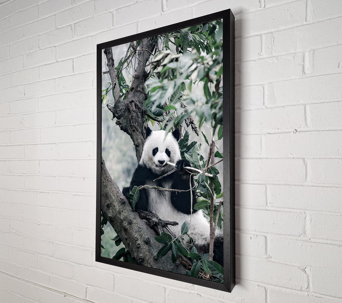  A Canvas Print of Panda Tree Lover Canvas Print