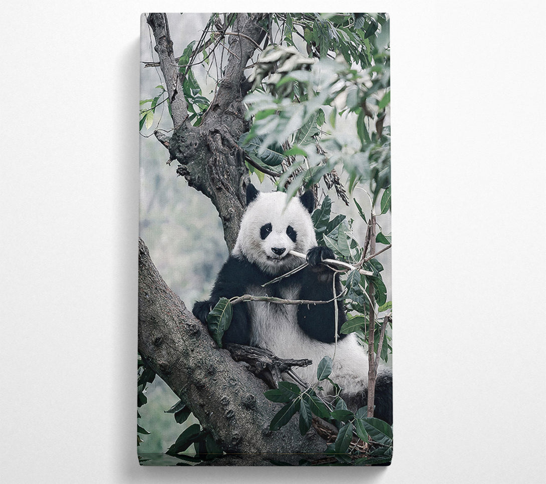 A Canvas Print of Panda Tree Lover Canvas Print