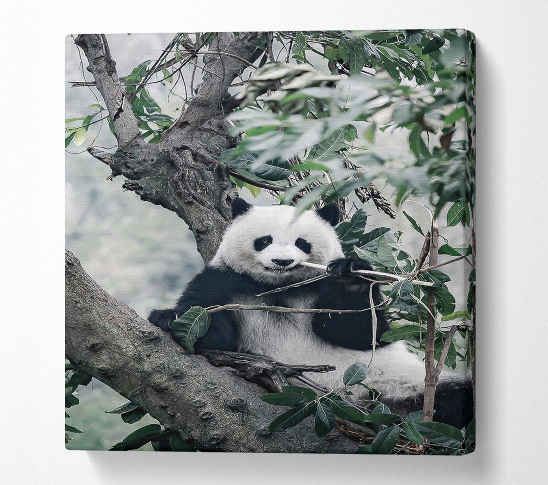  A Canvas Print of Panda Tree Lover Canvas Print