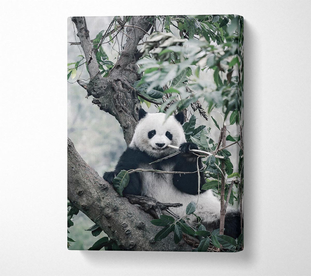  A Canvas Print of Panda Tree Lover Canvas Print