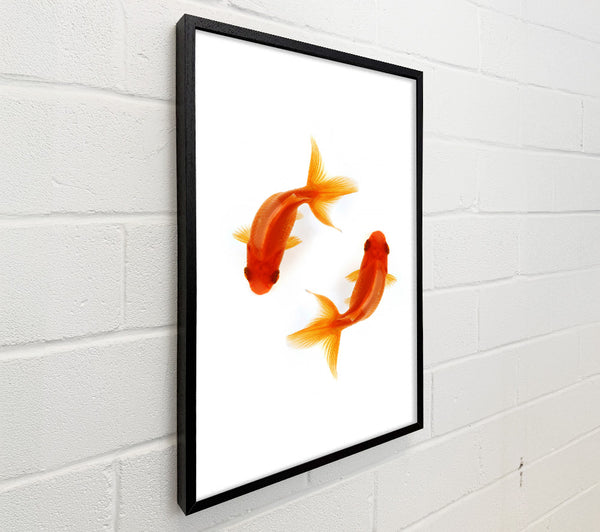 Goldfish Reflections