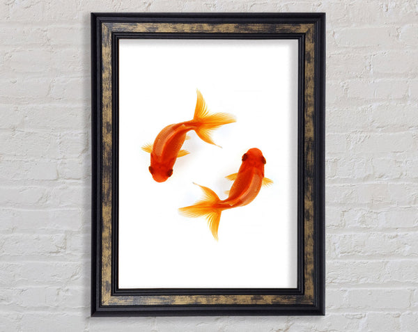 Goldfish Reflections