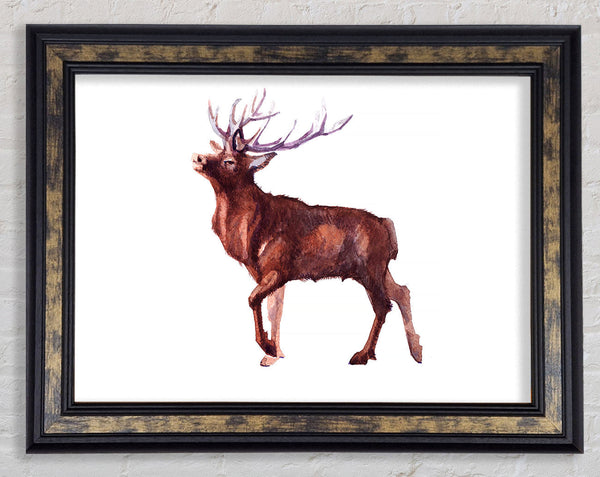 Red Stag Delight Framed Print
