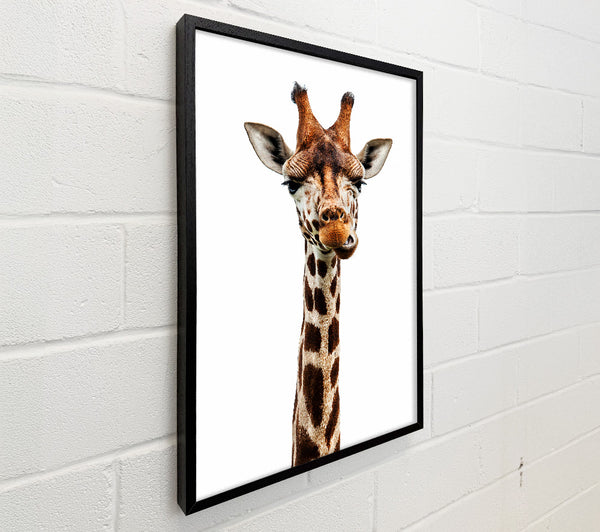 Goofy Giraffe