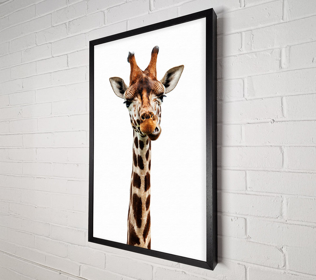  A Canvas Print of Goofy Giraffe Canvas Print