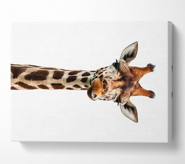  A Canvas Print of Goofy Giraffe Canvas Print