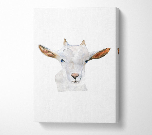  A Canvas Print of Baby Goat Face Canvas Print