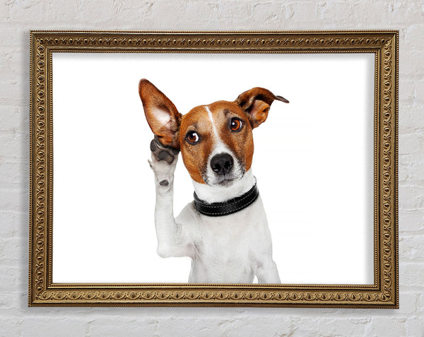 Jack Russell Dog Listen Framed Print
