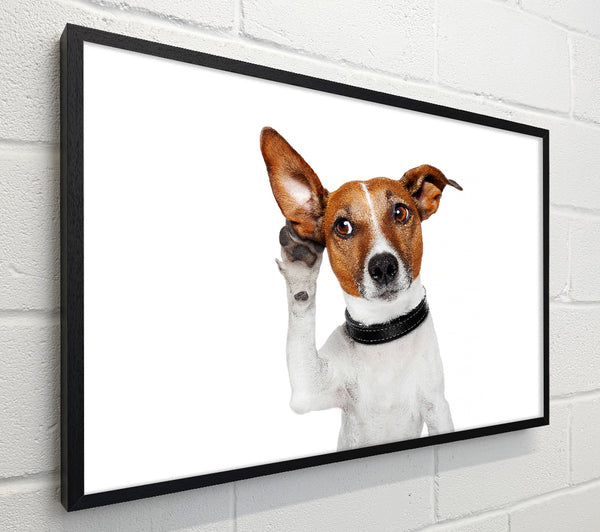 Jack Russell Dog Listen
