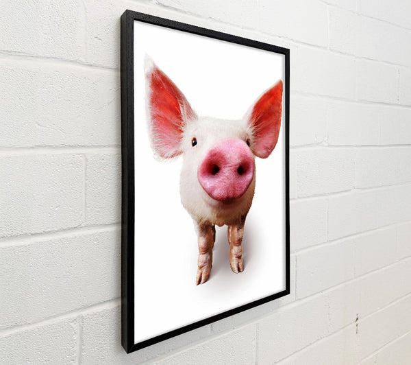 Curious Pig