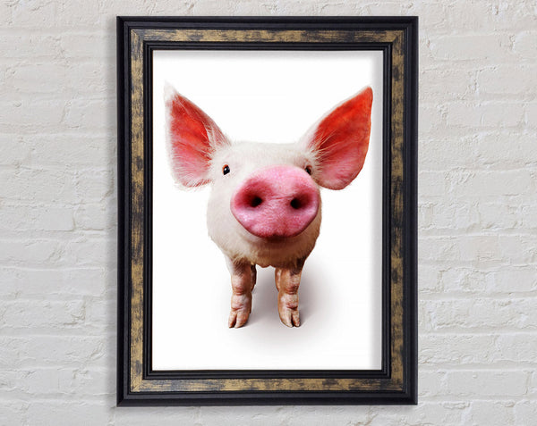 Curious Pig Framed Print