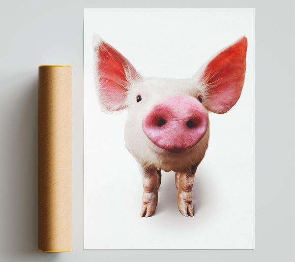 Curious Pig Poster