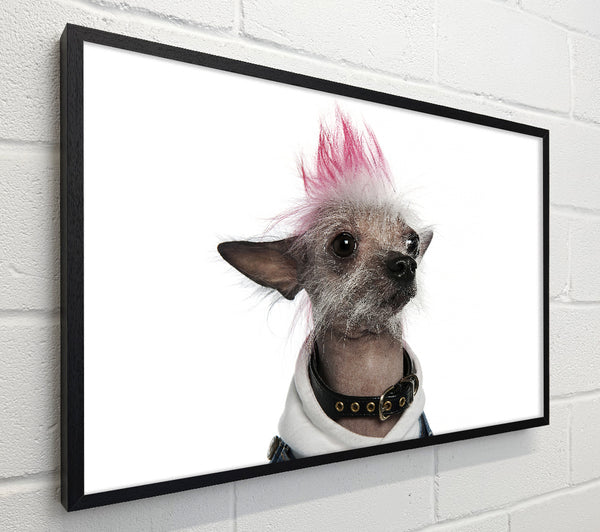 Chinese Crested Punk Dog