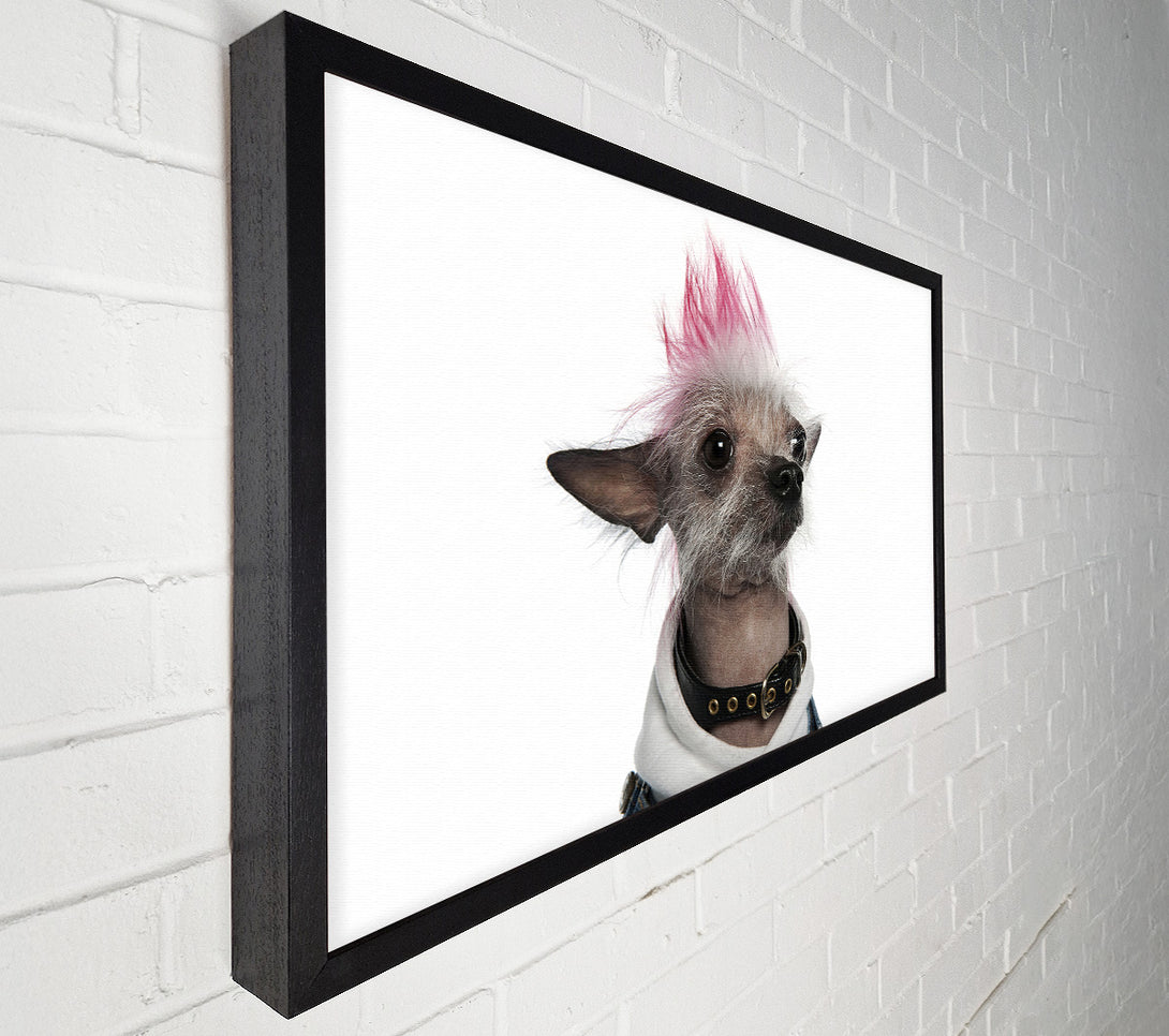  A Canvas Print of Chinese Crested Punk Dog Canvas Print